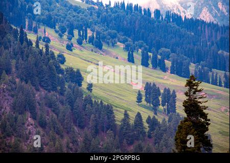 Paesaggio in montagna. Vista panoramica dalla cima di Sonmarg, valle del Kashmir nella regione dell'Himalaya. Prati tranquilli, alberi alpini, fiori selvatici. Foto Stock