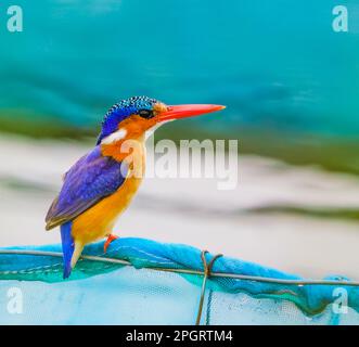 Malachite Kingfisher a riposo Foto Stock