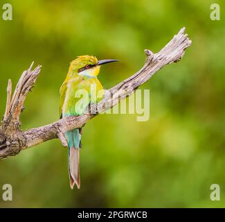 Bee-eater a coda di rondine arroccato Foto Stock
