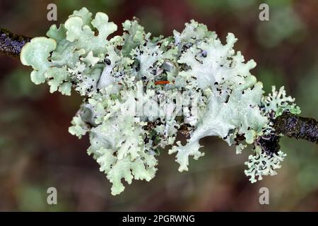 Lichen che cresce su un ramo dell'albero in una foresta di Pennine del nord, Teesdale, contea di Durham, Regno Unito Foto Stock