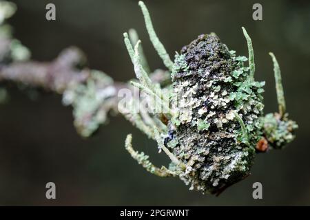Pino cono coperto in diversi tipi di Lichen, North Pennines, Teesdale, County Durham, UK Foto Stock