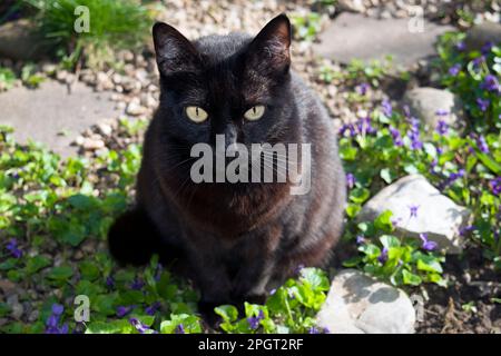 Grazioso gatto nero in piedi in giardino godendo di una bella giornata di primavera. Pelliccia nera liscia e setosa che splende al sole. Foto Stock