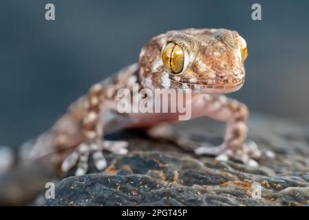 Un primo piano di un geco colorato su una roccia Foto Stock