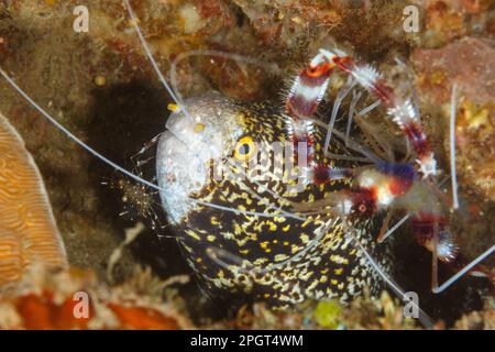 Anguilla morena con fiocco di neve (Echidna nebulosa) Lembeh Strait, Sulawesi settentrionale, Indonesia Foto Stock