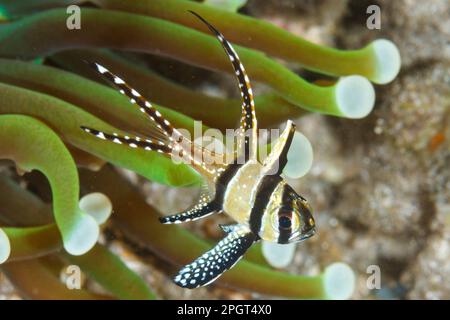 Banggai cardinal Fish (Pterapogon kaudern) Lembeh Strait, Nord Sulawesi, Indonesia Foto Stock