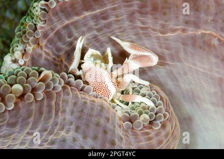 Granchio di porcellana (Neopetrolisthes maculatus) su anemone. Lembeh Strait, Sulawesi settentrionale, Indonesia Foto Stock