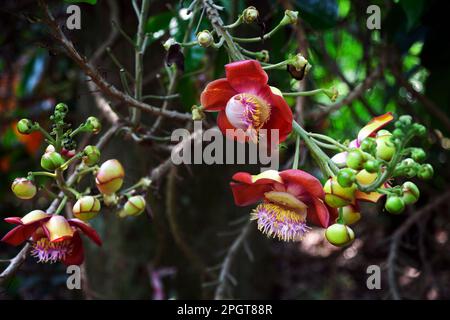 Fiori rossi e germogli verdi di un albero di Cannonball al buio di un giardino serale. Bellissimo albero in fiore misterioso Couroupita guianensis backgrou Foto Stock