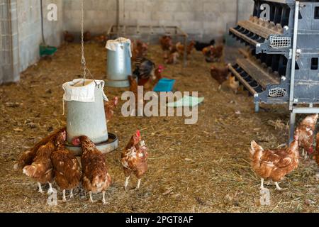 Galline ovaiole bere acqua da un bevitore automatico in polli coop Foto Stock