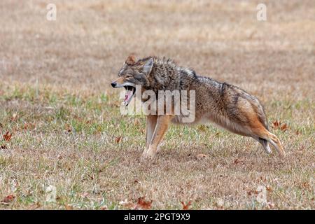 Un coyote si estende in una prateria aperta. Le zampe anteriori sono in alto, l'estremità posteriore in basso, come se si trattasse di una posizione di yoga. Occhi chiusi, mandibola aperta Foto Stock