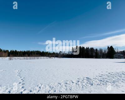 Vasto campo innevato con una foresta scura sotto un cielo azzurro Foto Stock