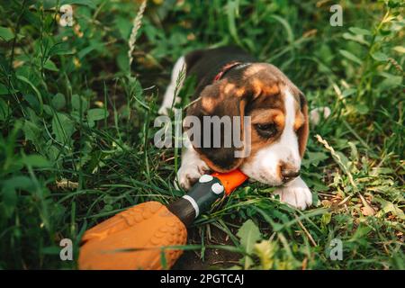 Anatra di gomma di gnaws del cucciolo di Beagle su erba verde. Carino cane bello, animale domestico Foto Stock