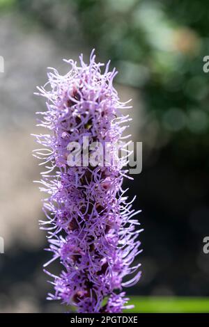 Fiore alto Liatris pycnostachya, comunemente chiamato prateria Blazing stella, che cresce nel giardino di casa Foto Stock