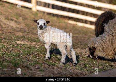 Un agnello e una pecora sono in piedi in un campo. Gregge di pecore in una stalla aperta nella fattoria. Foto Stock