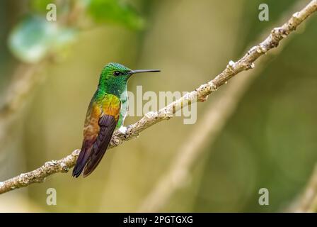 Hummingbird dalle ventre di neve - Saucerottia edward, piccolo hummingbird colorato bello da boschi e giardini dell'America Latina, Volcán, Panama. Foto Stock