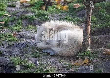 Un lupo bianco del bambino che dorme sul terreno, ritratto Foto Stock