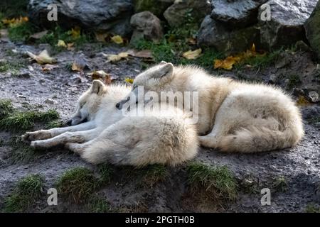 Due lupi bianchi che dormono insieme, ritratto Foto Stock