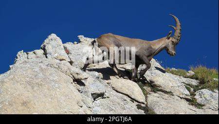 Giovane stambecco alpino che cammina su una roccia Foto Stock