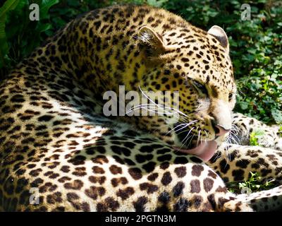 Primo piano di Javan leopard (Panthera pardus melas) che lecca la pelliccia Foto Stock