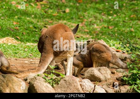 Kangaroo bambino mangiare latte dall'addome della madre. Foto Stock