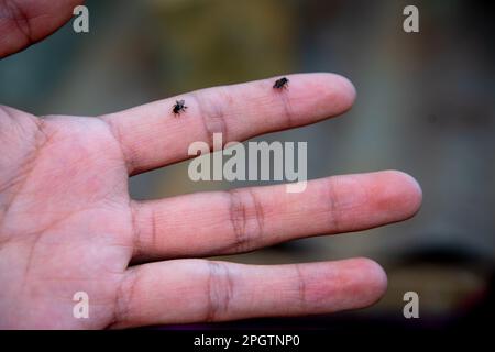 Piccole api di miele in mano umana a San Juan la Laguna Guatemala Foto Stock