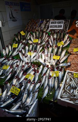 Pesce Palamut intero fresco o Bonito in vendita al mercato del pesce Galata a Karakoy sul lato europeo di Istanbul, Turchia / Turkiye. Foto Stock