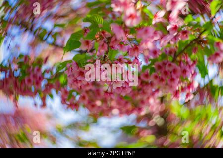 I fiori di ciliegia Kawazu sfolgono rapidamente nei primaverili Foto Stock