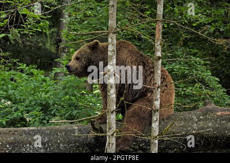 Orso bruno nel parco naturale Cumberland Grünau in Austria Foto Stock