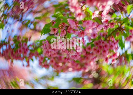 I fiori di ciliegia Kawazu sfolgono rapidamente nei primaverili Foto Stock