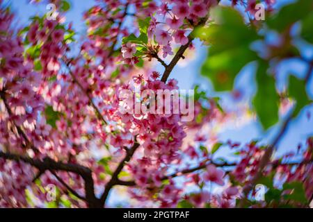 I fiori di ciliegia Kawazu sfolgono rapidamente nei primaverili Foto Stock