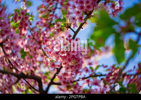 I fiori di ciliegia Kawazu sfolgono rapidamente nei primaverili Foto Stock