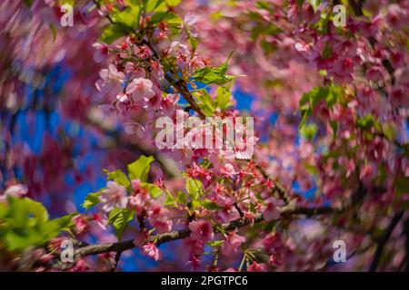 I fiori di ciliegia Kawazu sfolgono rapidamente nei primaverili Foto Stock