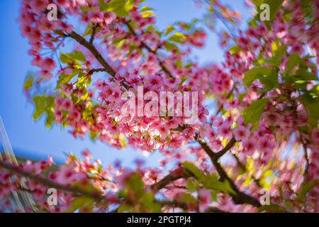 I fiori di ciliegia Kawazu sfolgono rapidamente nei primaverili Foto Stock