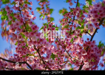 I fiori di ciliegia Kawazu sfolgono rapidamente nei primaverili Foto Stock