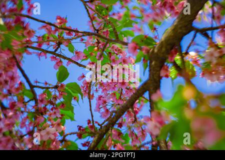 I fiori di ciliegia Kawazu sfolgono rapidamente nei primaverili Foto Stock