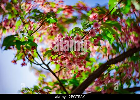 I fiori di ciliegia Kawazu sfolgono rapidamente nei primaverili Foto Stock