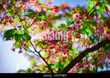 I fiori di ciliegia Kawazu sfolgono rapidamente nei primaverili Foto Stock