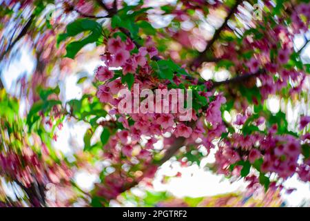 I fiori di ciliegia Kawazu sfolgono rapidamente nei primaverili Foto Stock