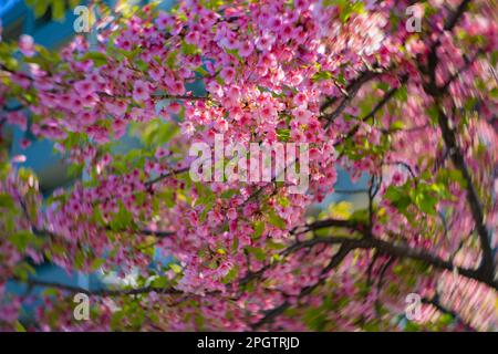 I fiori di ciliegia Kawazu sfolgono rapidamente nei primaverili Foto Stock