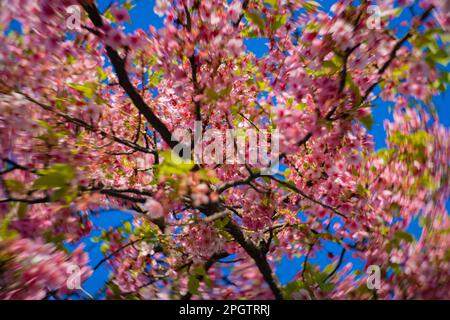 I fiori di ciliegia Kawazu sfolgono rapidamente nei primaverili Foto Stock