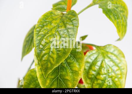 Foglie di pepe essiccate ingiallite coltivate in una pentola dell'appartamento. Ortaggi in crescita a casa, giardino sul davanzale, mancanza di luce e traccia Foto Stock