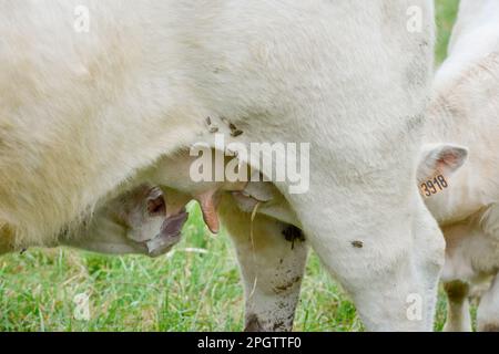 Due giovani vitelli bianchi Charolais che succhiano sulla mammella della stessa mucca Foto Stock