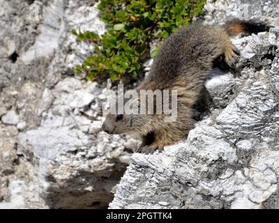 Giovane marmota alpina (Marmota marmota) che scende su una roccia Foto Stock