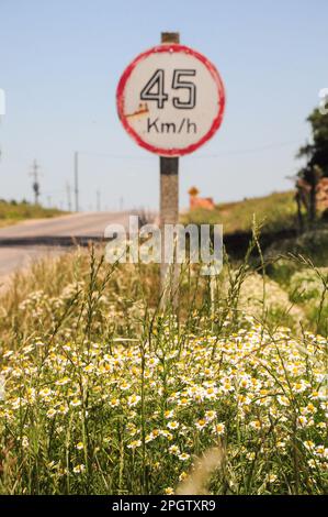 Un gruppo di margherite a lato della strada. Dietro c'è un segnale di limite di velocità. Foto Stock