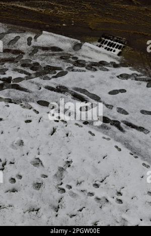 Impronte nella neve nella stagione di marzo, primavera nel Cotswolds Hook Norton Oxfordshire Inghilterra regno unito. Foto Stock