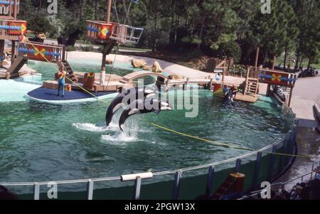 SeaWorld questo è Shamu Orca / Killer Whale Show a Orlando, Florida, Ottobre 1980 Foto dell'Henshaw Archive Foto Stock