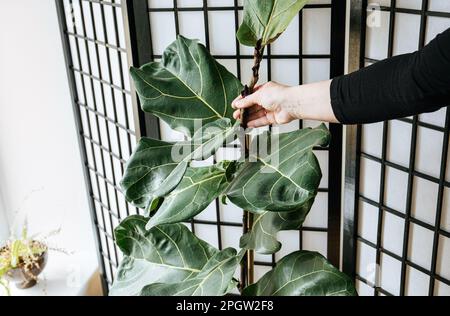 Donna amante delle piante che scuote il tronco del fico foglia di fiddle (Ficus lyrata) per renderlo più forte all'interno. Scuotere imita il vento. Foto Stock