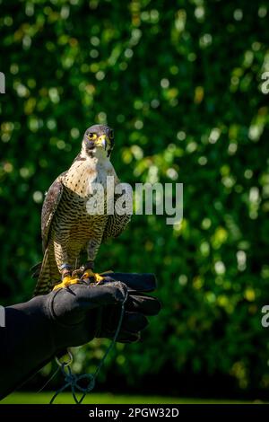 Un colpo verticale di un uccello falco Shaheen appollaiato sulla mano dell'uomo, guardando in alto nel cielo Foto Stock