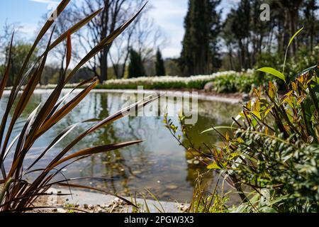 Tartaruga nel bellissimo lago, Emirgan Park 2021 Foto Stock