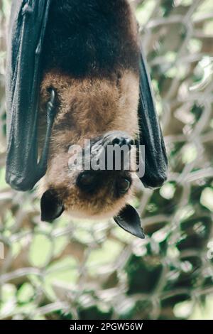 Lyles volata volpe appesa capovolta in una gabbia dello zoo la volpe volante è un grande pipistrello e come un mammifero considerato volare Foto Stock