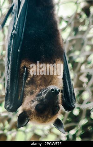 Lyles volata volpe appesa capovolta in una gabbia dello zoo la volpe volante è un grande pipistrello e come un mammifero considerato volare Foto Stock